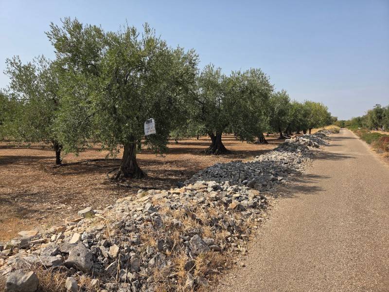 Terreno a Palo del colle in Strada Comunale di Toritto - Foto 2