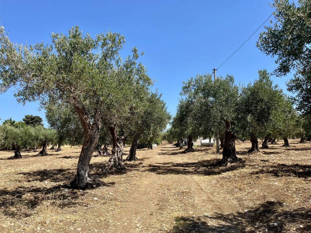 Terreno a Paceco in Strada Castelvetrano, * - Foto 3