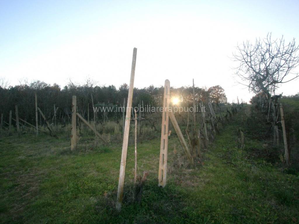 Rustico / casale a Sinalunga - Foto 2