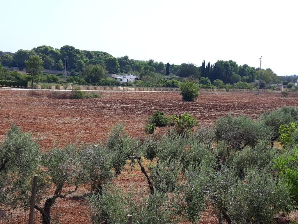 Terreno a Montesano salentino - Foto 5