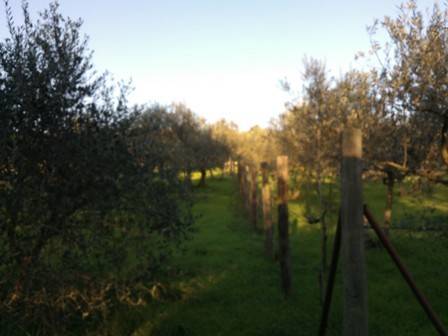 Terreno a Assisi in Località Santa Maria Maggiore Campagna - Foto 2