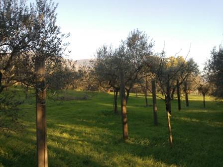 Terreno a Assisi in Località Santa Maria Maggiore Campagna - Foto 3