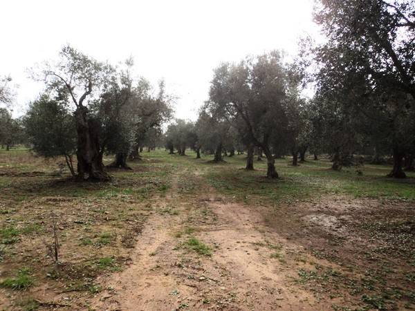 Terreno a Spongano in Strada Vicinale Parchi - Foto 2