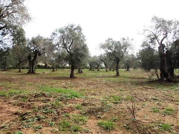 Terreno a Spongano in Strada Vicinale Parchi - Foto 3