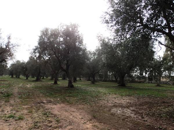 Terreno a Spongano in Strada Vicinale Parchi - Foto 4