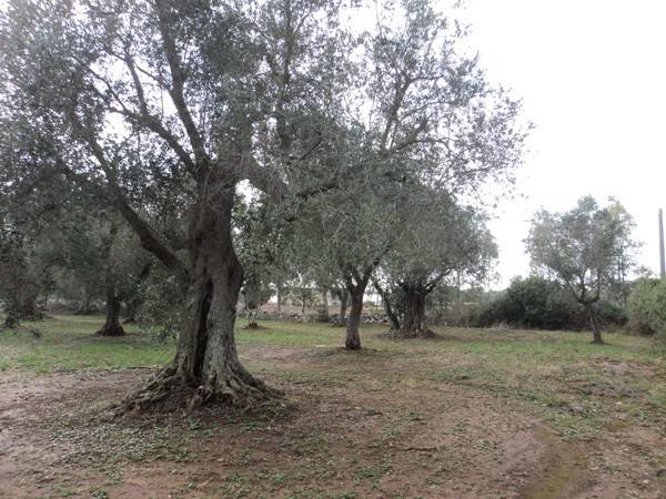 Terreno a Spongano in Strada Vicinale Parchi - Foto 5