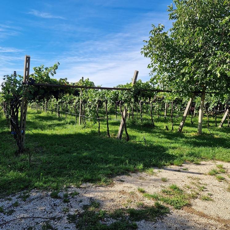Terreno a Cavaion veronese in Via Pozzo dell'Amore - Foto 2
