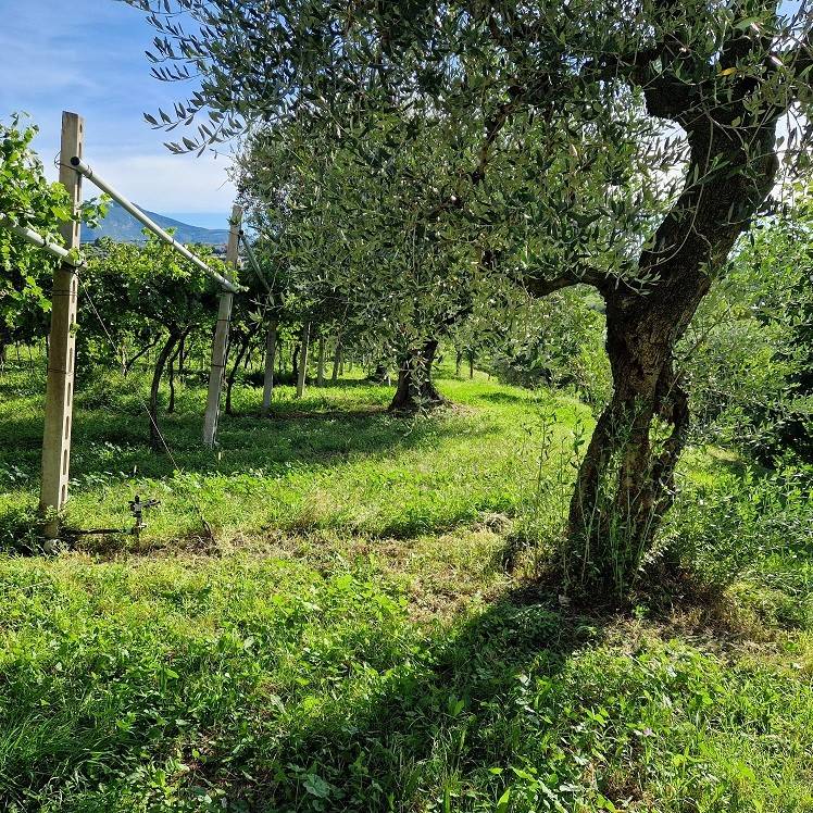 Terreno a Cavaion veronese in Via Pozzo dell'Amore - Foto 3