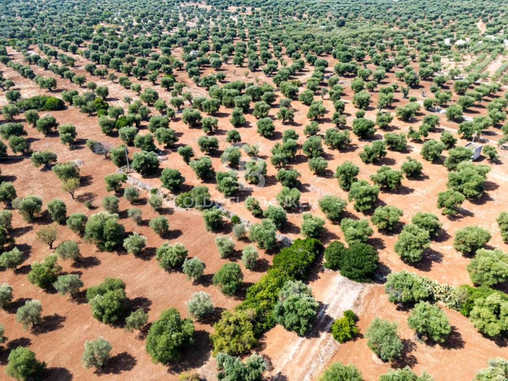 Terreno a Ostuni in Contrada Sant'Oronzo - Foto 2