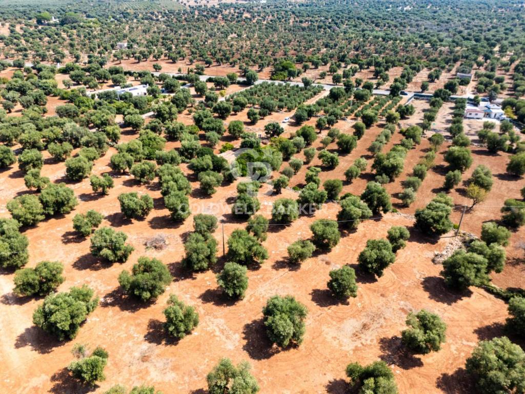 Terreno a Ostuni in Contrada Sant'Oronzo - Foto 3
