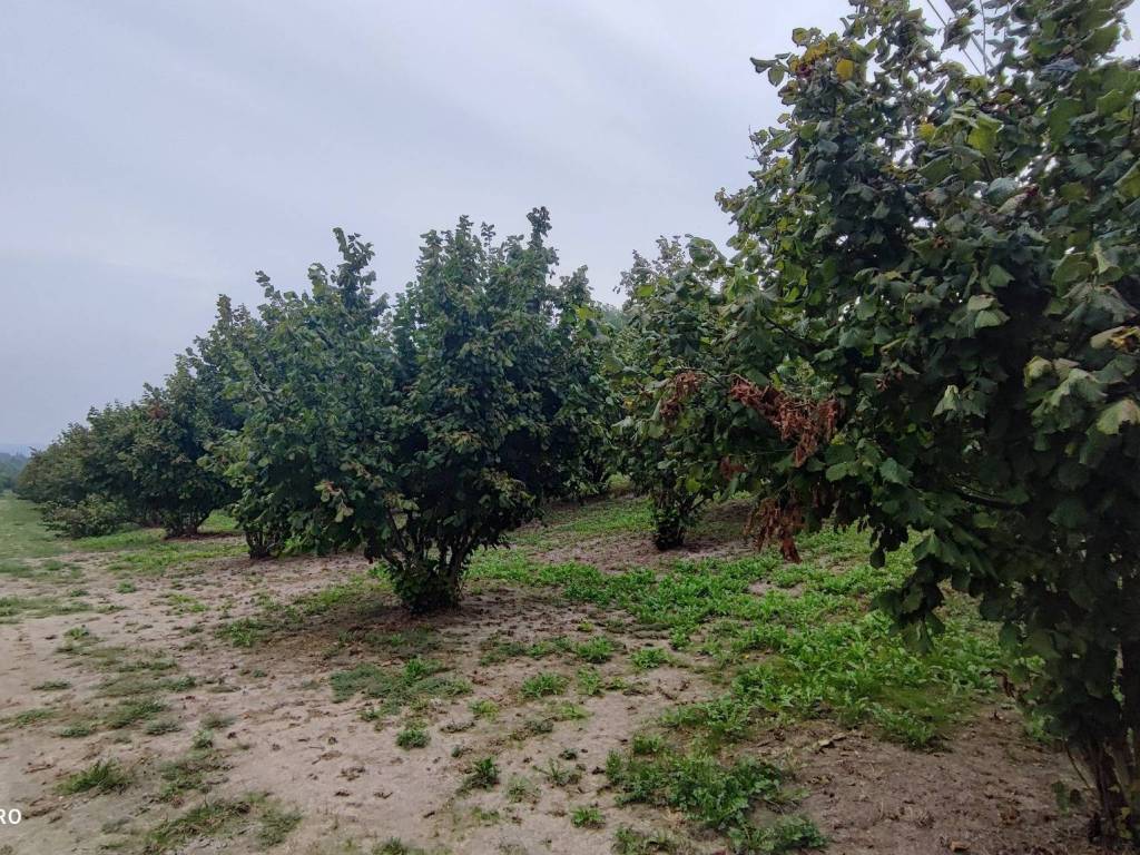 Terreno a Cherasco - Foto 2