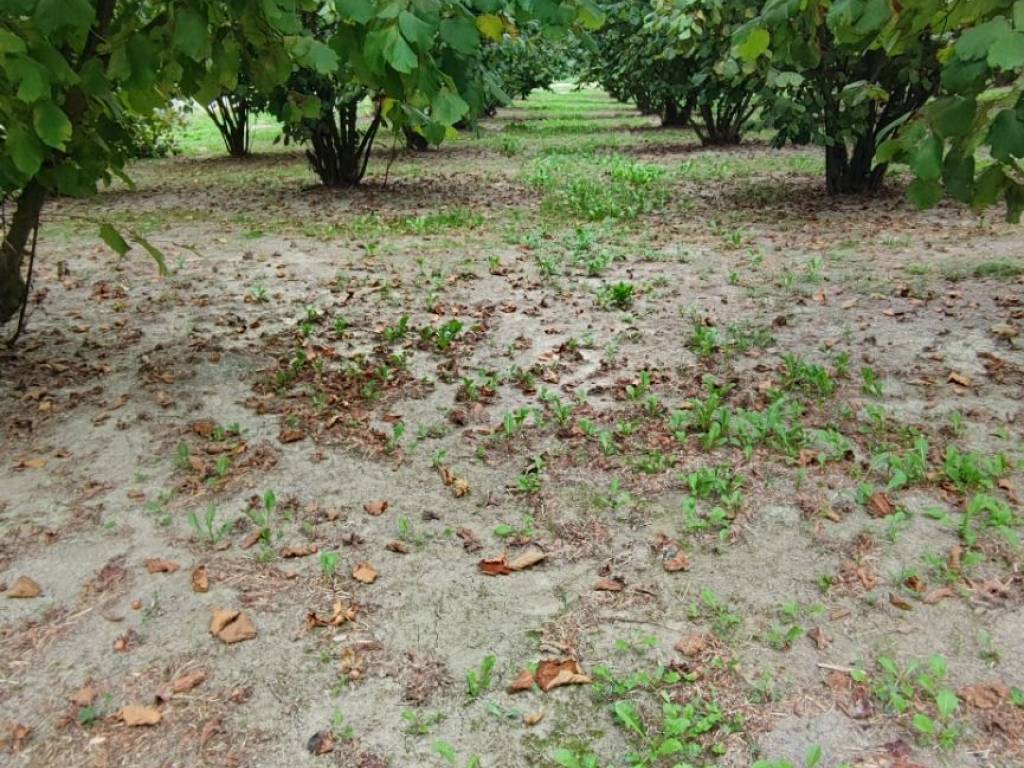 Terreno a Cherasco - Foto 4