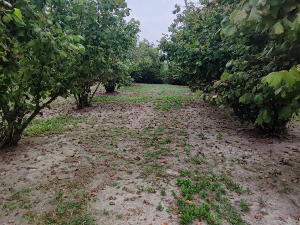Terreno a Cherasco - Foto 5