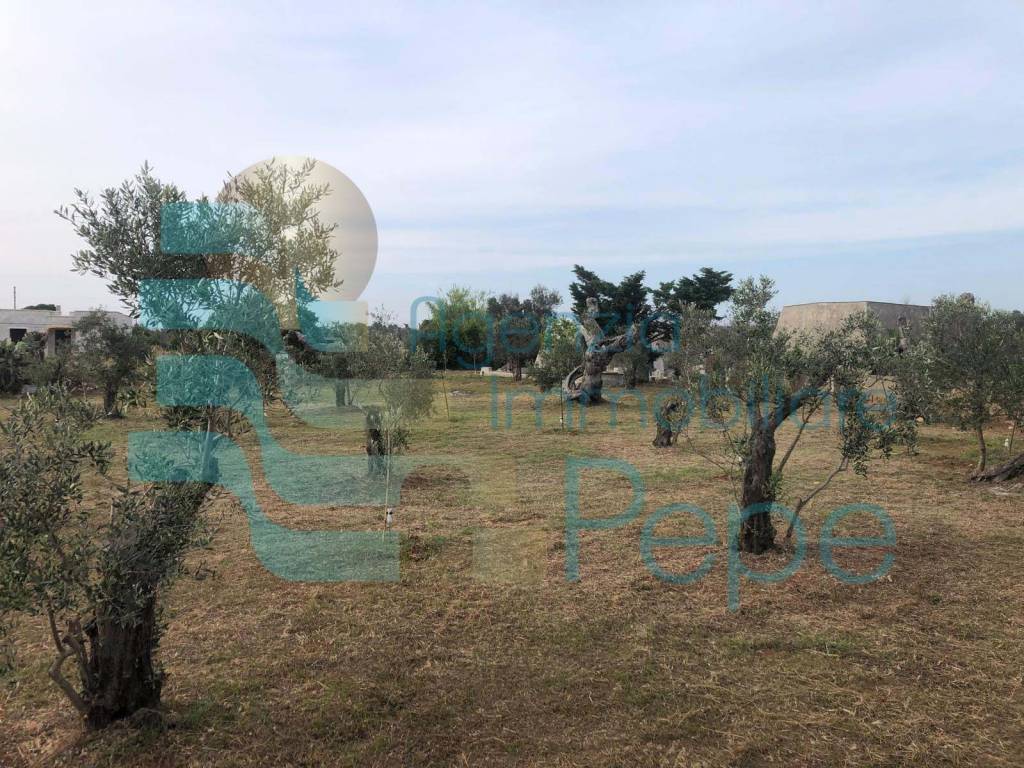 Terreno a Presicce-acquarica in Strada Vicinale delle Grotte - Foto 5