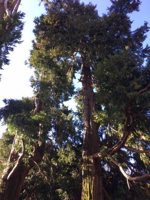 Villa a Cassacco - Foto 5