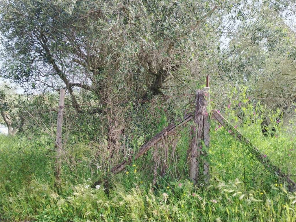 Terreno a Roma in Via del Ponte di Pantano - Foto 2