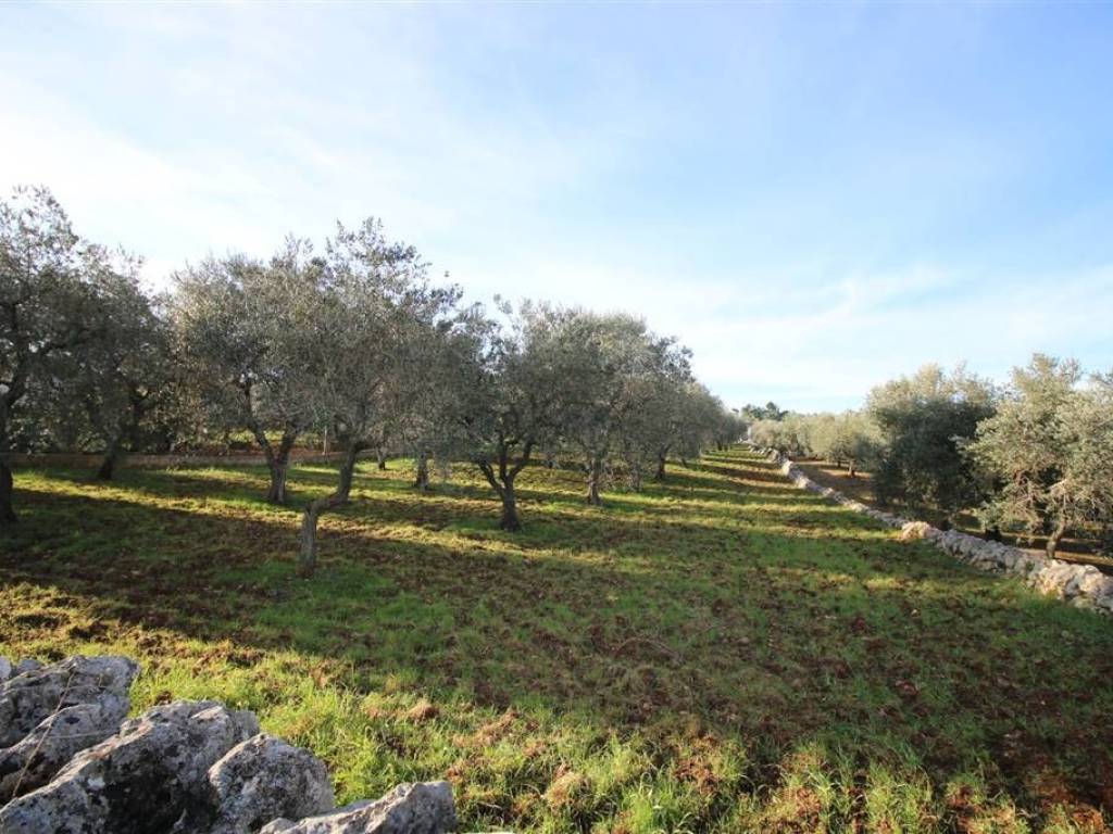 Terreno a Martina franca in Località Ortolini - Foto 3