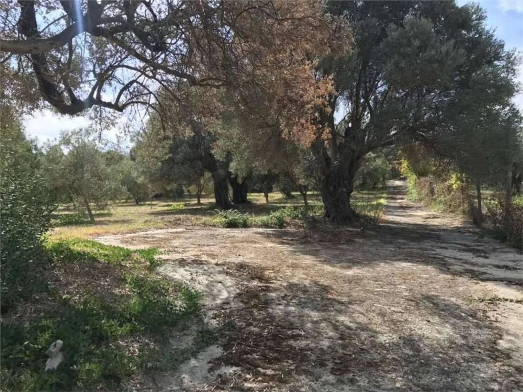 Terreno a Siderno in Via Lisantoni S.N.C. - Foto 4