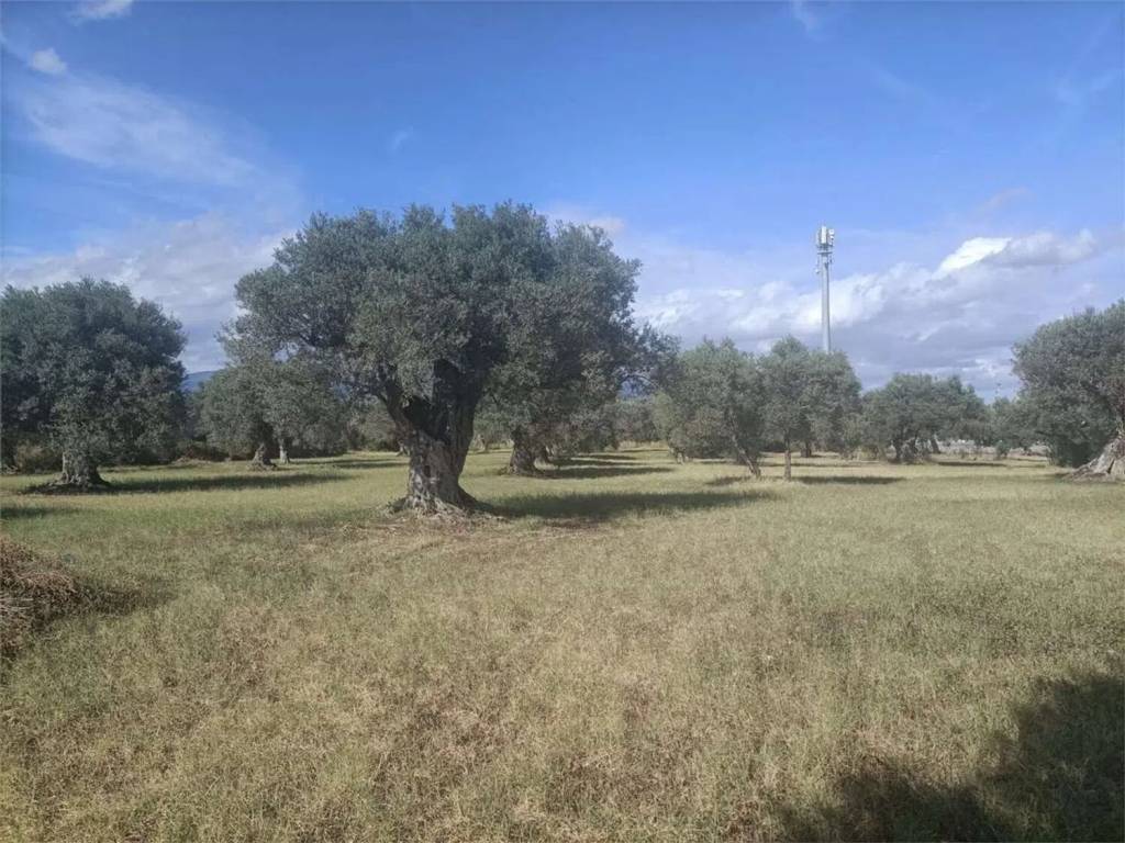 Terreno a Siderno in Contrada Misserianni - Foto 4
