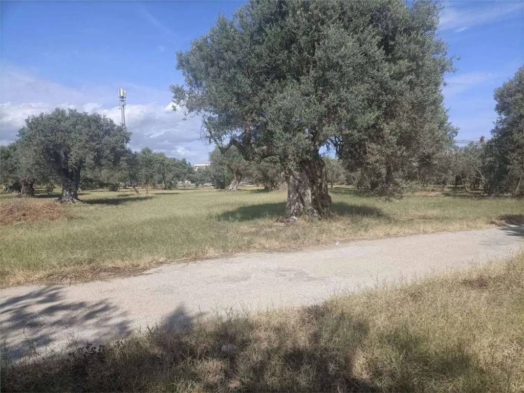 Terreno a Siderno in Contrada Misserianni - Foto 5