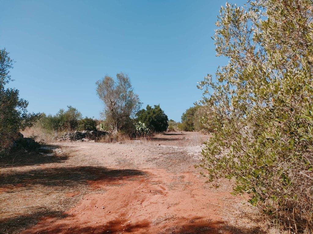 Terreno a Neviano in Strada Vicinale della Specchia - Foto 2