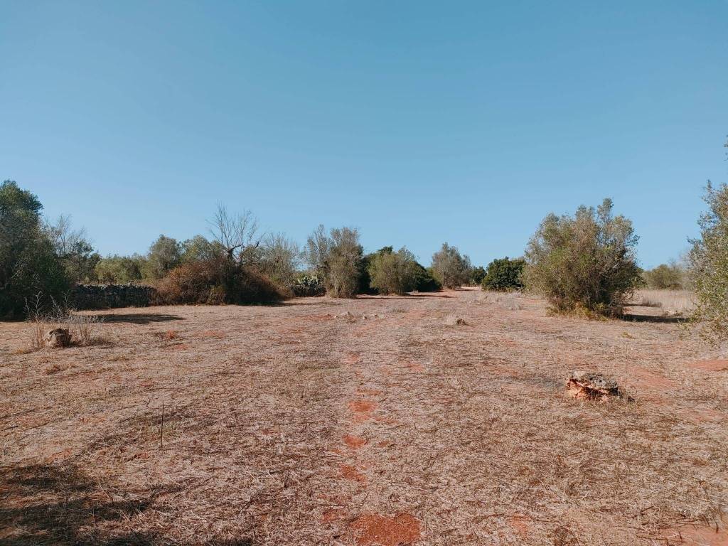 Terreno a Neviano in Strada Vicinale della Specchia - Foto 4