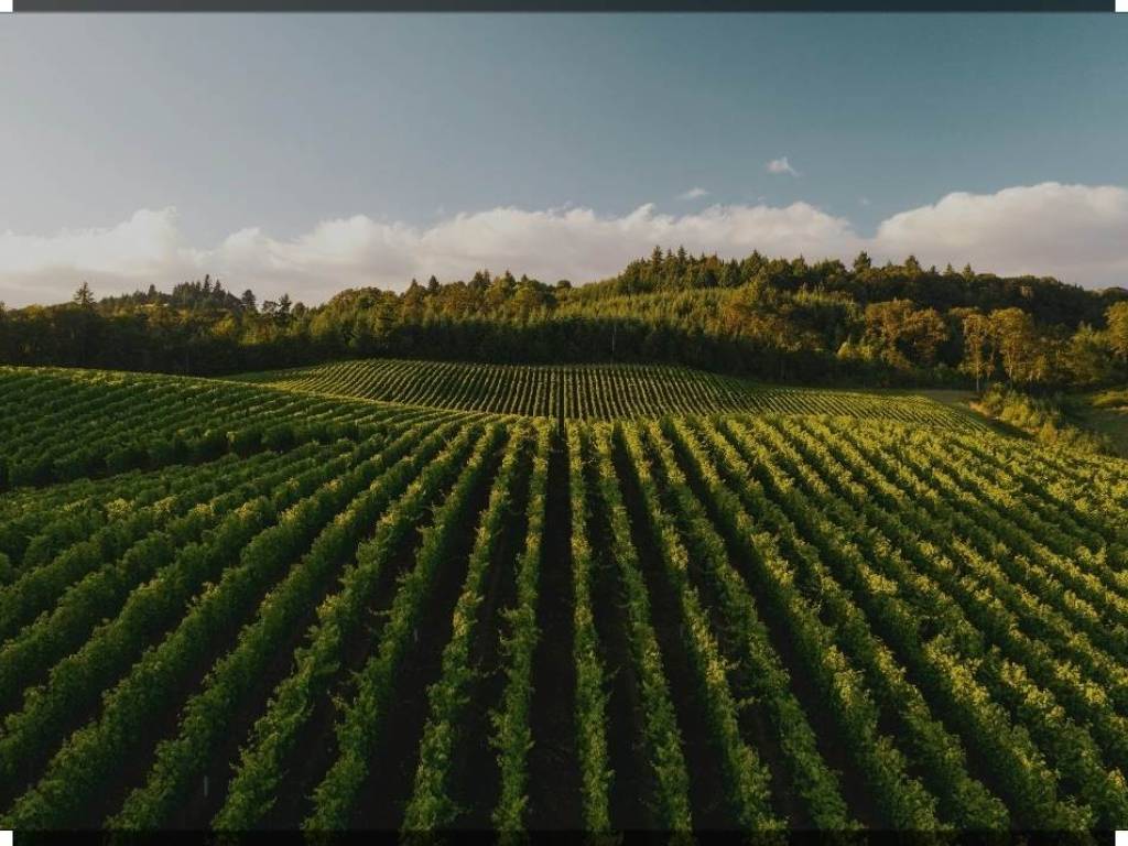 Terreno a Terranuova bracciolini - Foto 5