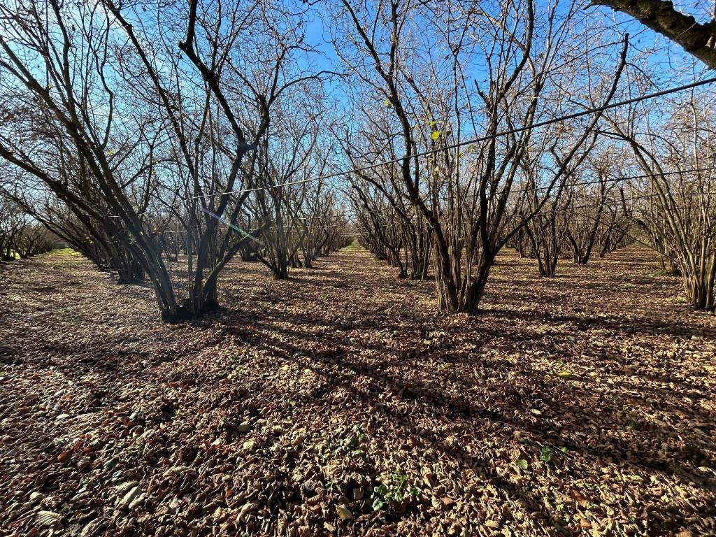 Terreno a Vignanello in Strada Provinciale San Luca I Tratto - Foto 2