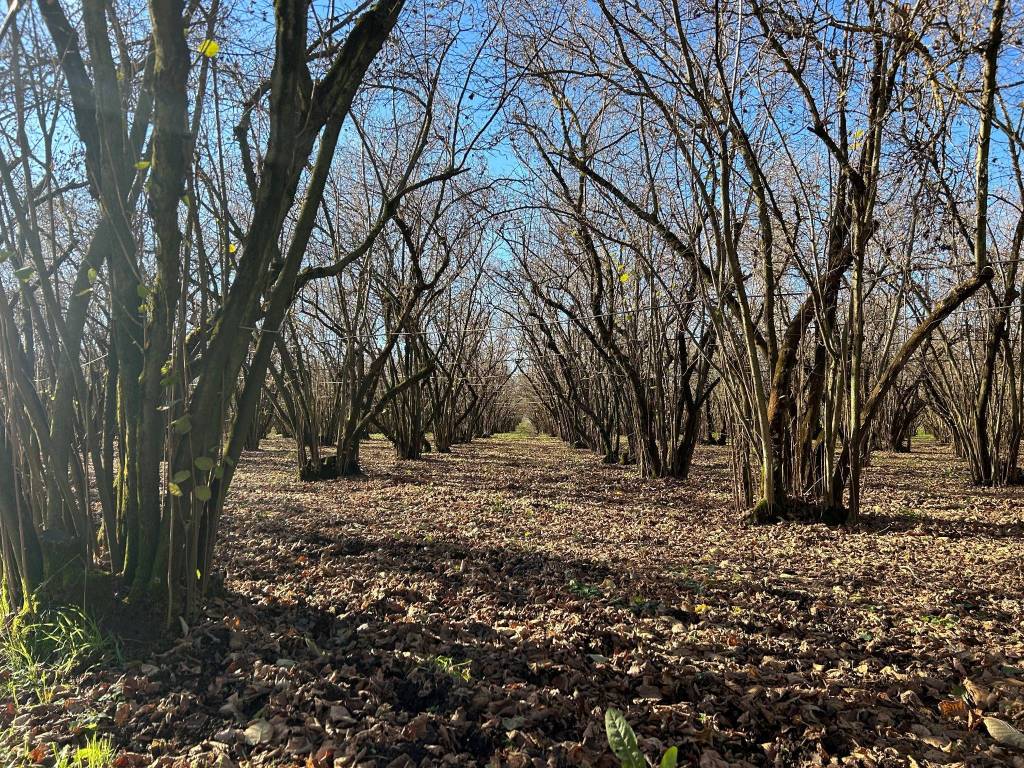 Terreno a Vignanello in Strada Provinciale San Luca I Tratto - Foto 3