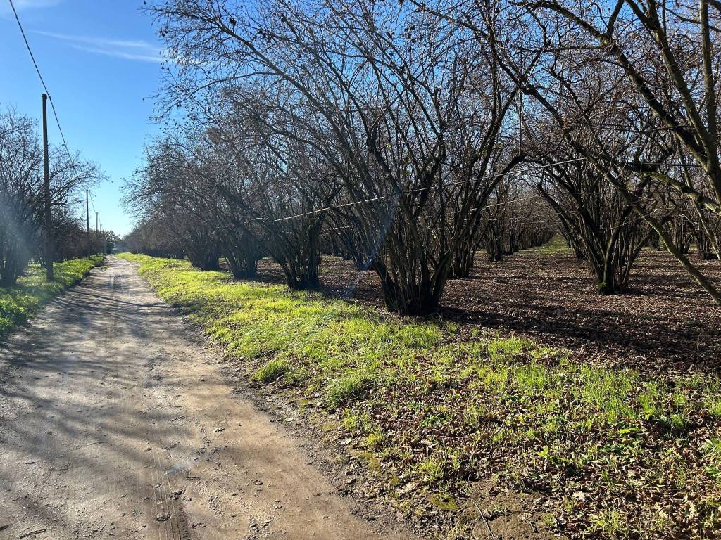 Terreno a Vignanello in Strada Provinciale San Luca I Tratto - Foto 4