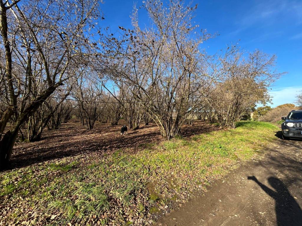 Terreno a Vignanello in Strada Provinciale San Luca I Tratto - Foto 5