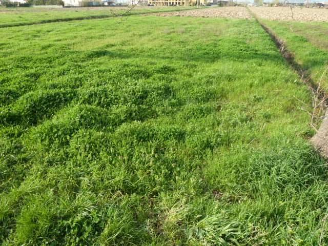 Terreno a Porcari in porcari - Foto 2