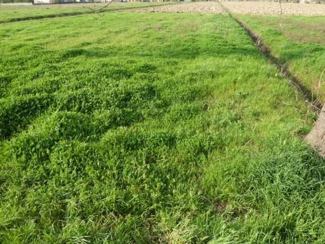 Terreno a Porcari in porcari - Foto 3