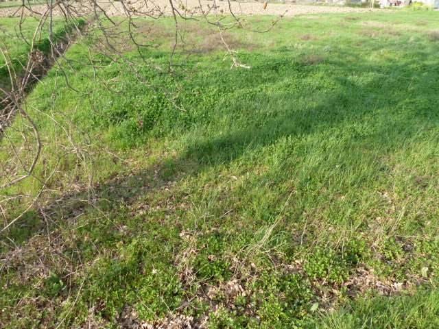 Terreno a Porcari in porcari - Foto 4