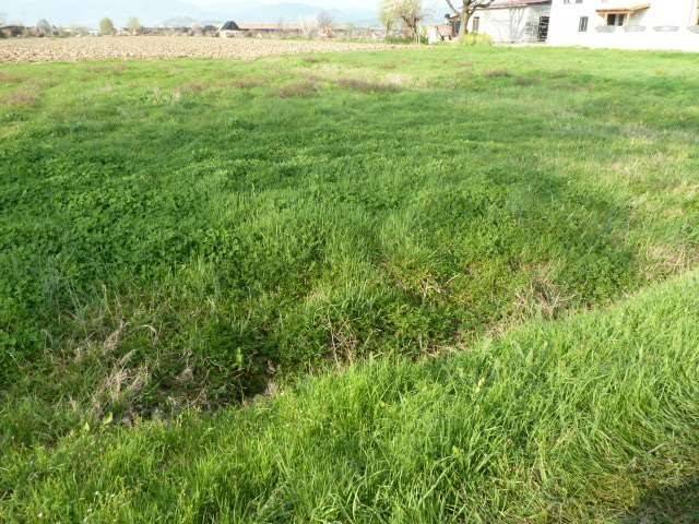 Terreno a Porcari in porcari - Foto 5