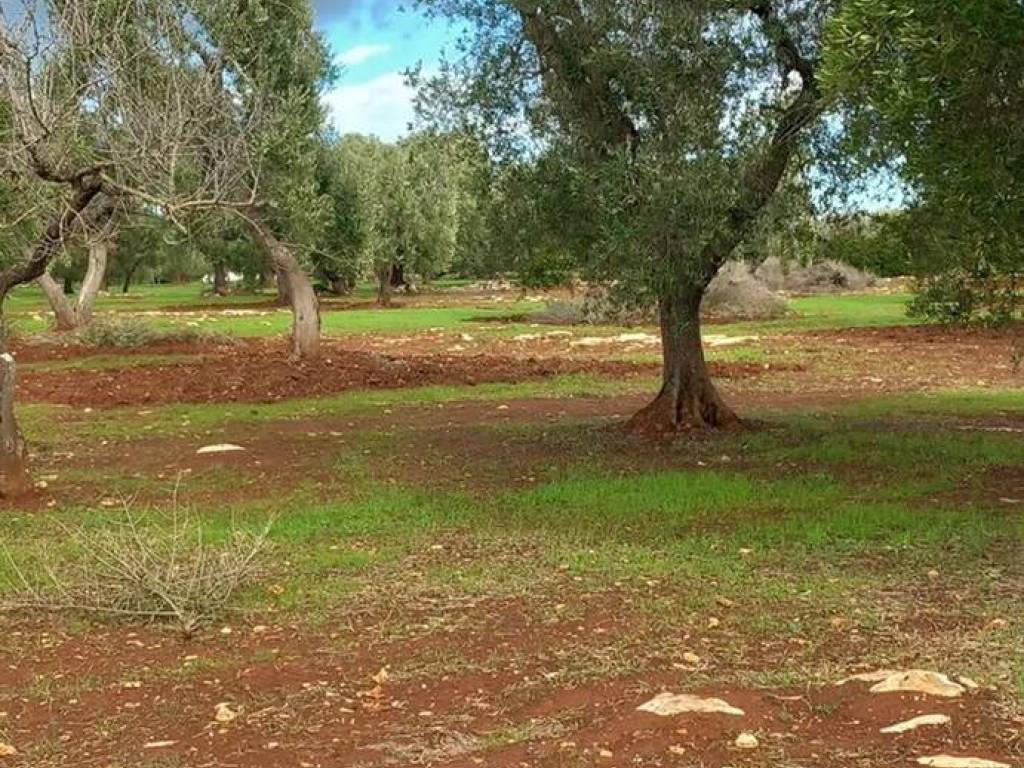 Terreno a Carovigno in Contrada Deserto S.N.C. - Foto 4