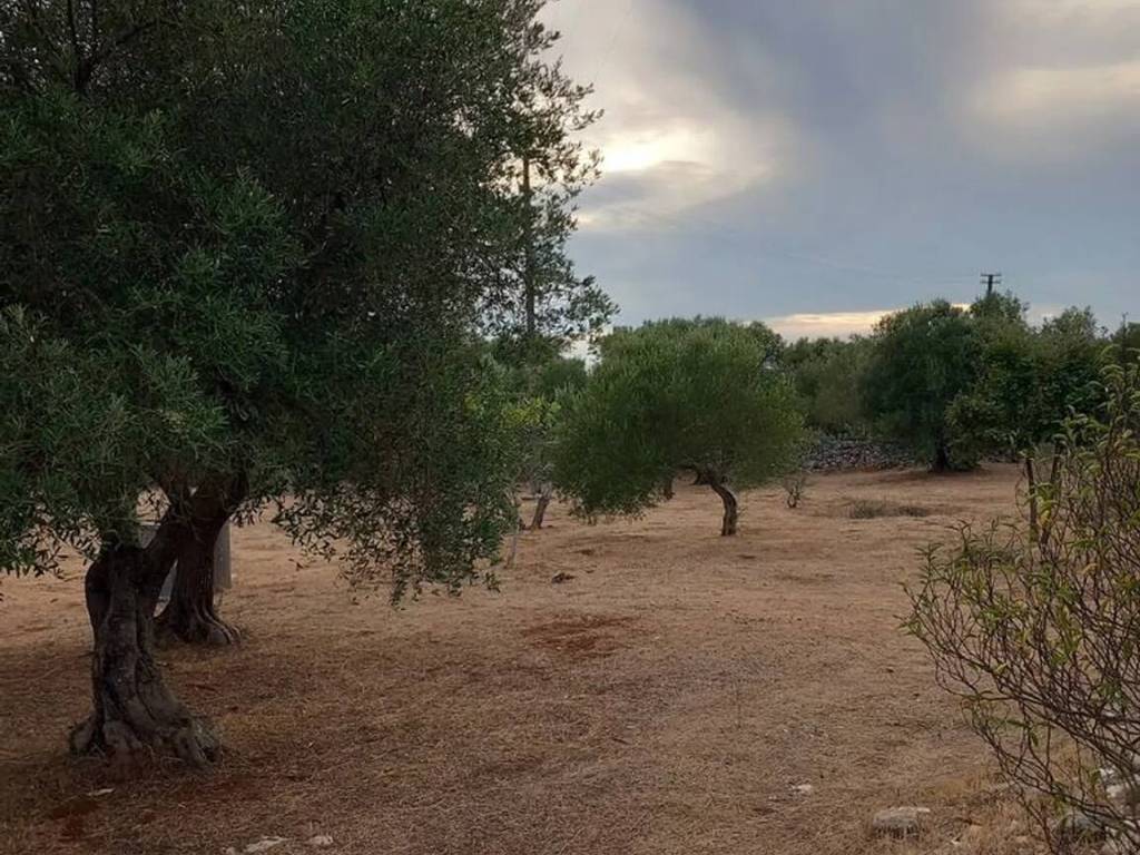 Terreno a Ostuni in Contrada Albrizido S.N.C. - Foto 3