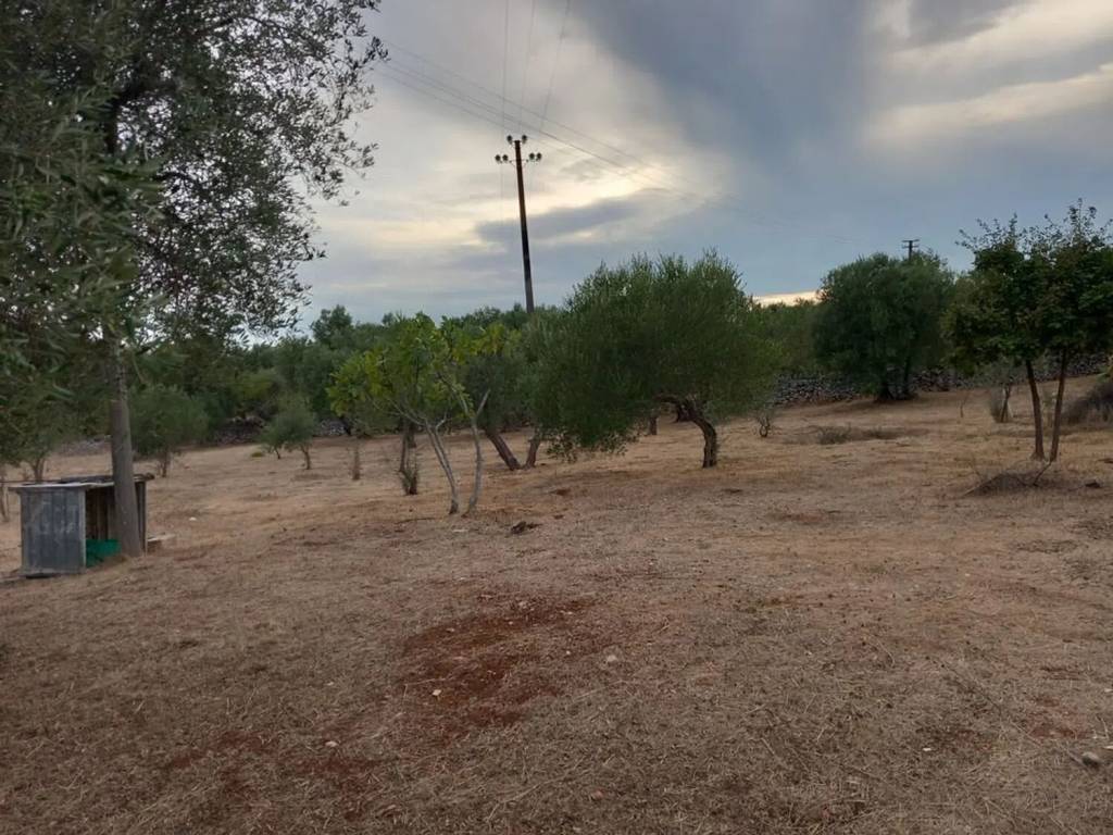 Terreno a Ostuni in Contrada Albrizido S.N.C. - Foto 4