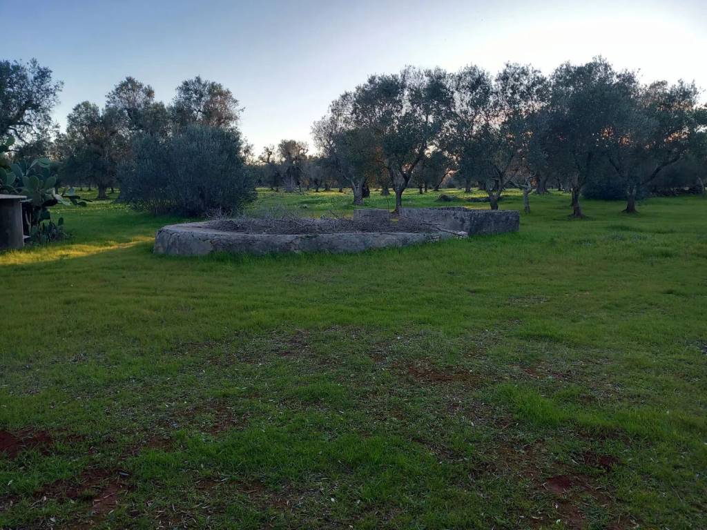 Rustico / casale a San michele salentino in Contrada Sardella S.N.C. - Foto 3