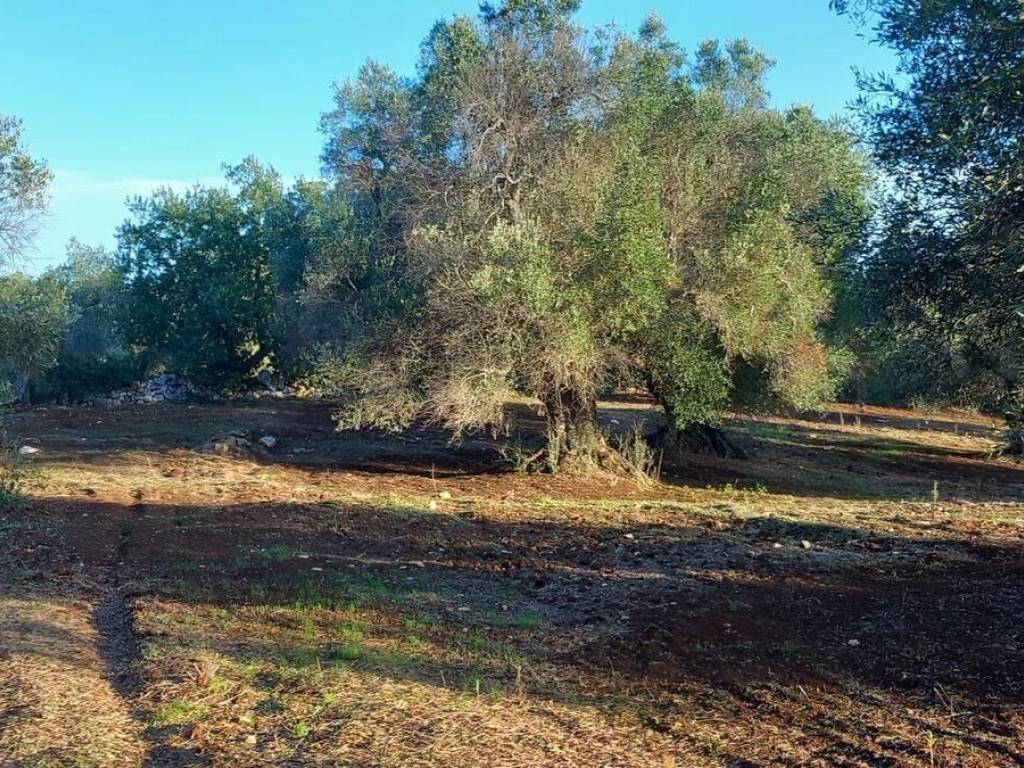 Rustico / casale a Ceglie messapica in Contrada Barone S.N.C. - Foto 5