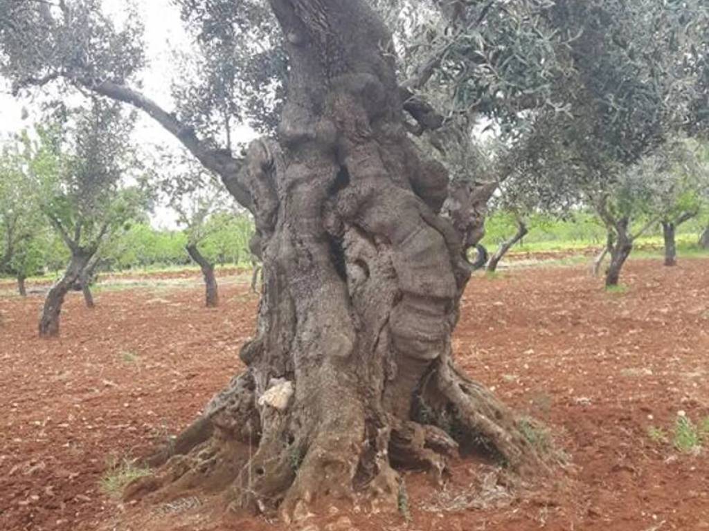 Rustico / casale a Ostuni in Contrada Lamacavallo S.N.C. - Foto 5