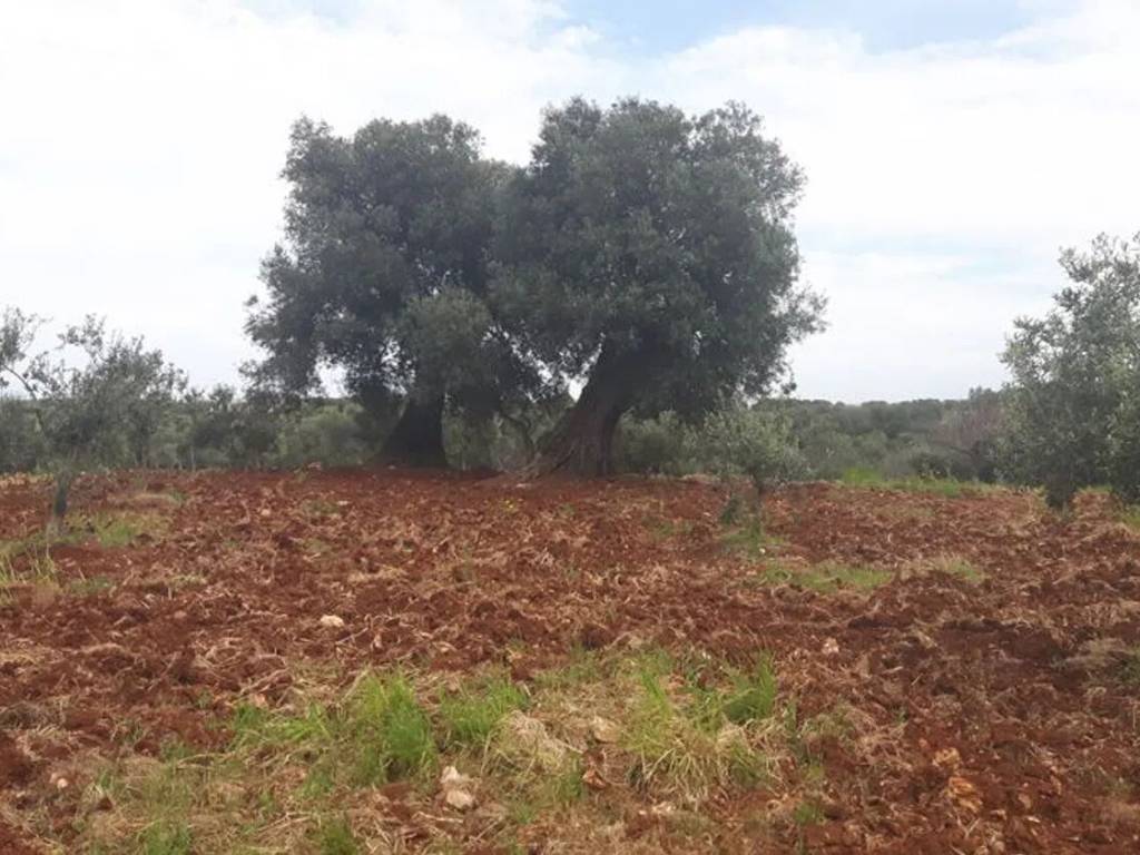 Rustico / casale a Ostuni in Contrada Lamacavallo S.N.C. - Foto 5