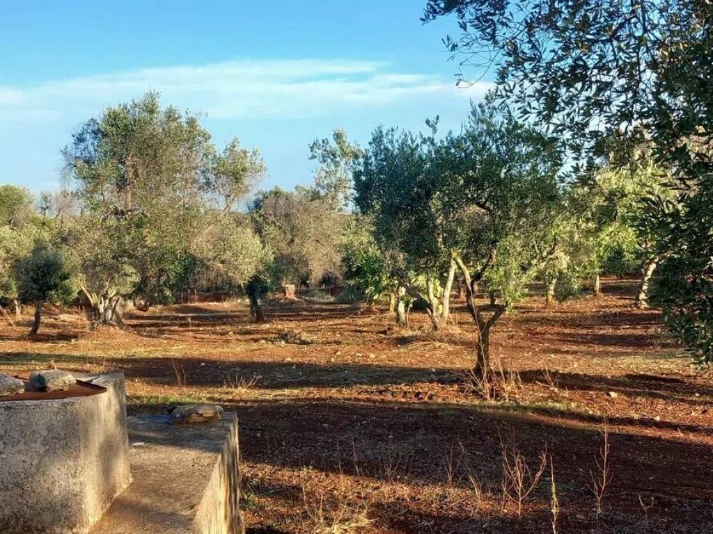 Rustico / casale a Ceglie messapica in Contrada Barone S.N.C. - Foto 5