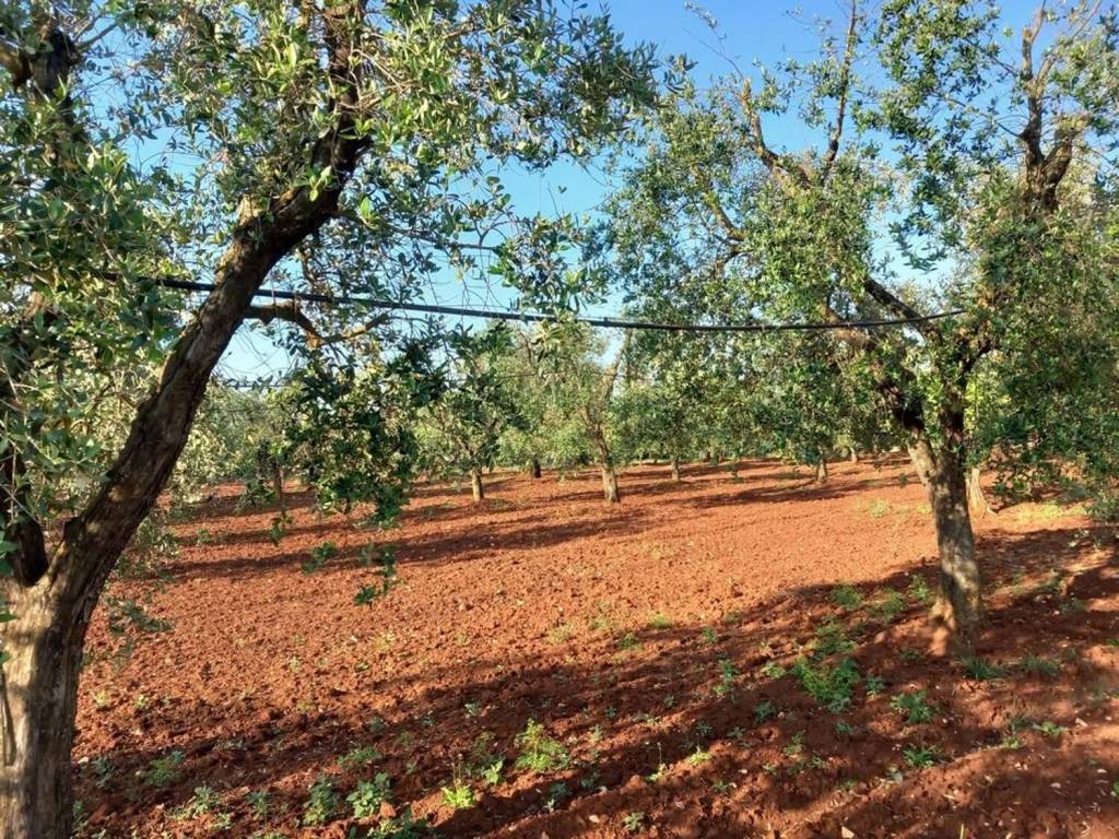 Rustico / casale a Ceglie messapica in Contrada Natalicchio S.N.C. - Foto 5