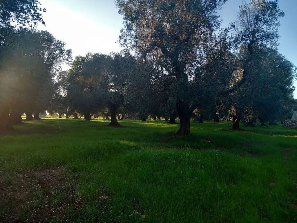 Rustico / casale a San michele salentino in Contrada Archi Vecchi S.N.C. - Foto 3