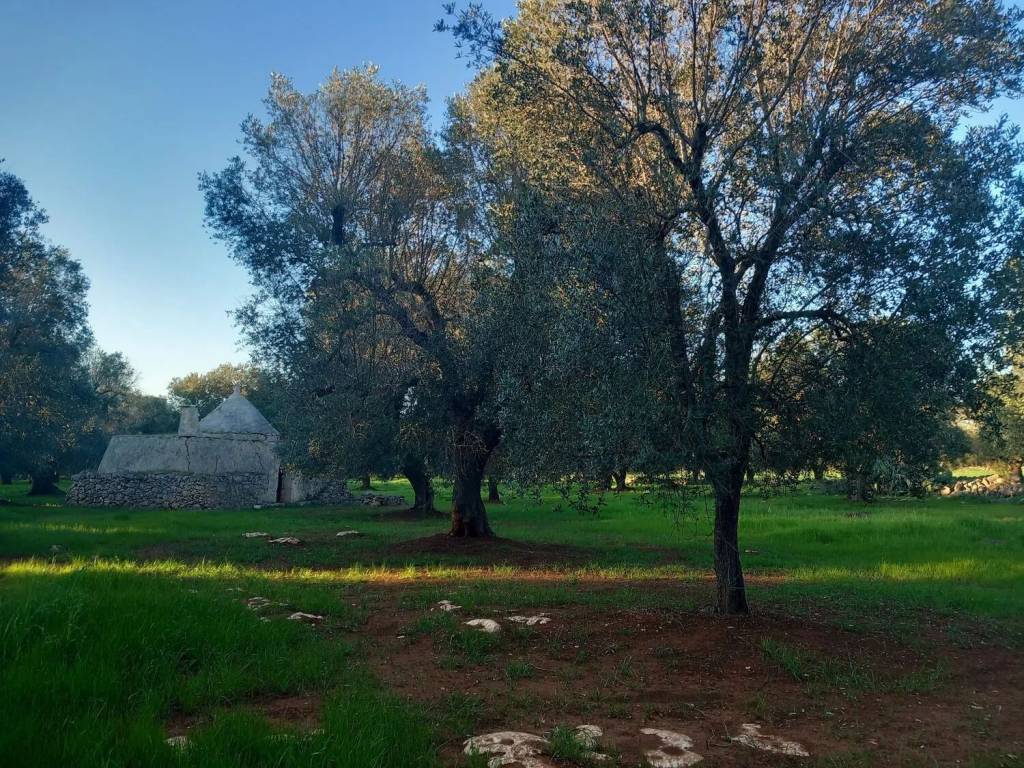 Rustico / casale a San michele salentino in Contrada Archi Vecchi S.N.C. - Foto 4