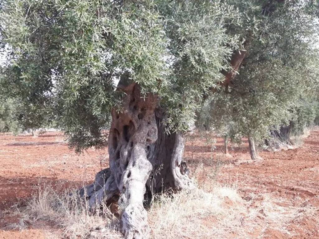 Rustico / casale a Ostuni in Contrada Alberodolce S.N.C. - Foto 2