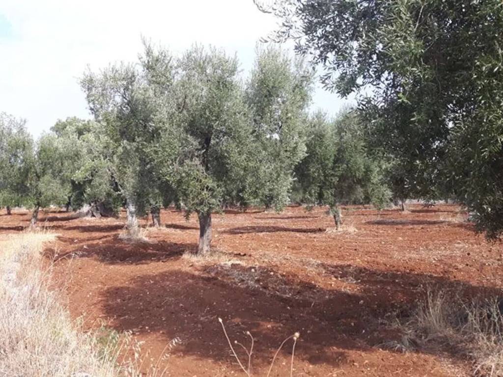 Rustico / casale a Ostuni in Contrada Alberodolce S.N.C. - Foto 3