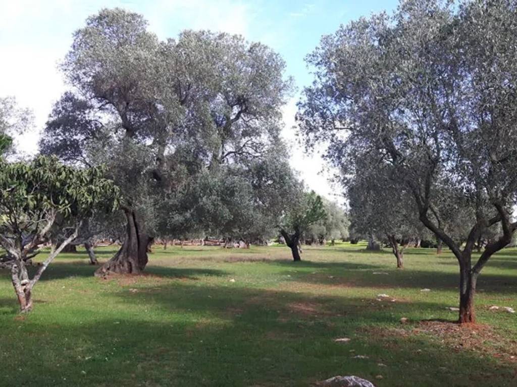 Rustico / casale a Ostuni in Contrada Pezza La Spina S.N.C. - Foto 2