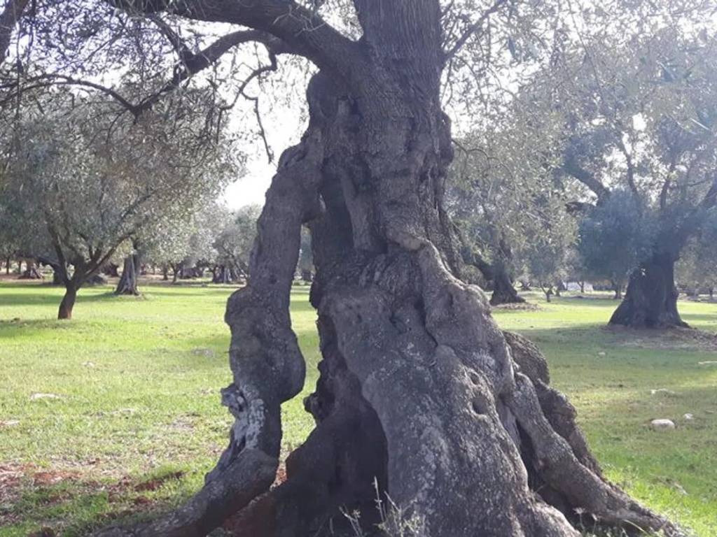 Rustico / casale a Ostuni in Contrada Pezza La Spina S.N.C. - Foto 3